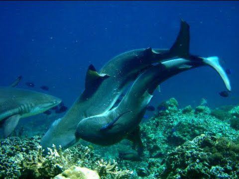 Sharks reproducing.